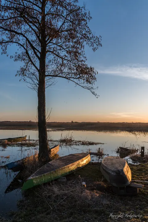 Łodzie wyciągnięte na brzeg pod samotnym drzewem nad cichym rozlewiskiem.